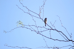 Haemorhous mexicanus