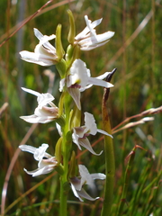 Prasophyllum suttonii