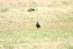 Sturnus vulgaris