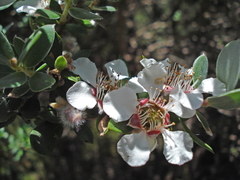 Leptospermum grandifolium