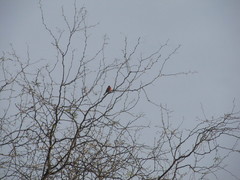 Haemorhous mexicanus