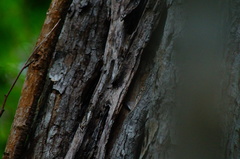 Cenostigma eriostachys