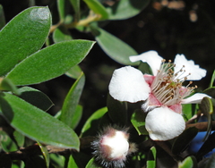 Leptospermum grandifolium