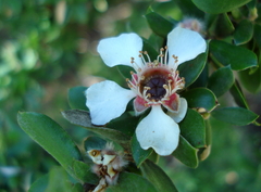 Leptospermum grandifolium