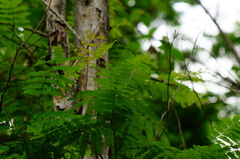 Cenostigma eriostachys