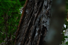 Cenostigma eriostachys