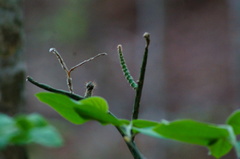 Acanthocereus fosterianus