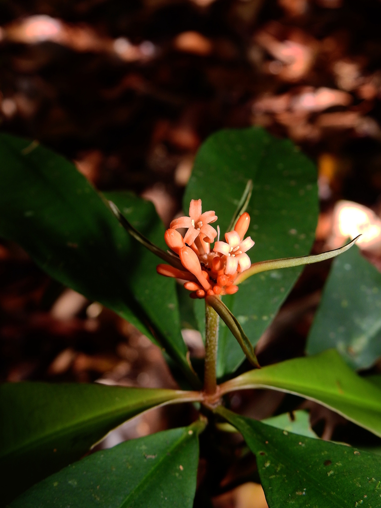 Carapichea ligularis