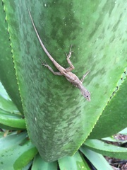 Anolis conspersus