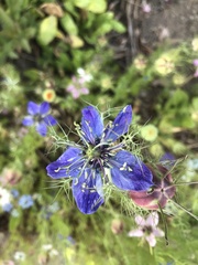 Nigella damascena