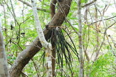 Trichocentrum ascendens