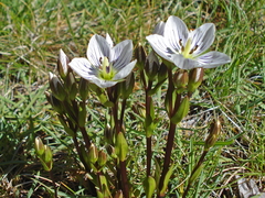 Gentianella muelleriana muelleriana