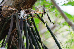 Trichocentrum ascendens