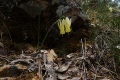 Narcissus triandrus pallidulus