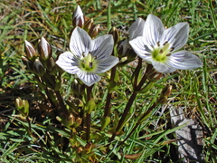 Gentianella muelleriana muelleriana