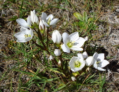 Gentianella muelleriana muelleriana
