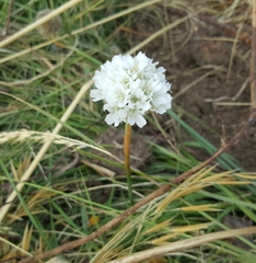 Armeria pseudarmeria