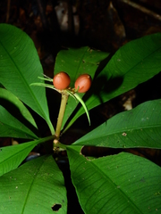Carapichea ligularis