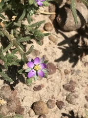 Spergularia bocconei