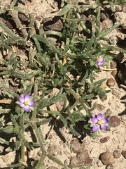 Spergularia bocconei