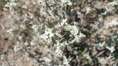 Buddleja marrubiifolia