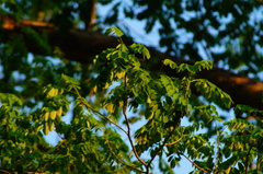 Pterocarpus acapulcensis