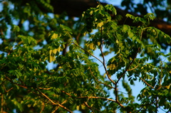 Pterocarpus acapulcensis