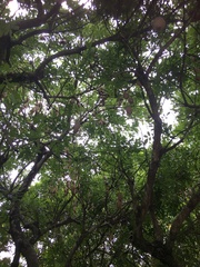 Kigelia africana africana