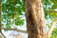 Pterocarpus acapulcensis