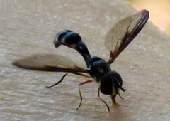 Pelecinobaccha costata