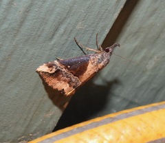 Dichromia quinqualis