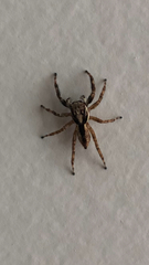 Menemerus bivittatus