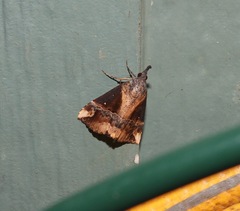 Dichromia quinqualis