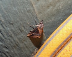 Dichromia quinqualis