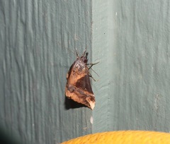 Dichromia quinqualis