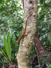 Anolis oculatus