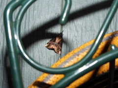 Dichromia quinqualis