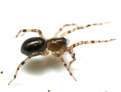 Battalus wallum