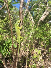 Anolis smaragdinus