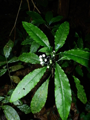 Notopleura microbracteata