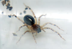Battalus wallum