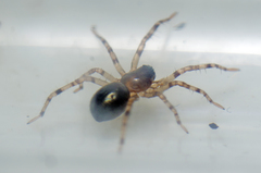 Battalus wallum