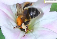 Bombus opulentus