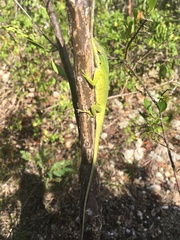 Anolis smaragdinus