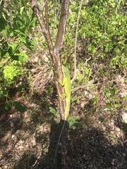 Anolis smaragdinus