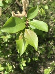 Salix taraikensis