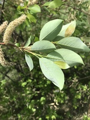 Salix taraikensis