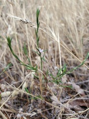 Polygonum californicum