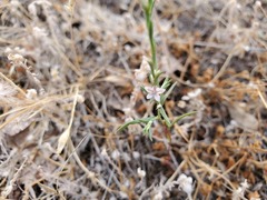 Polygonum californicum