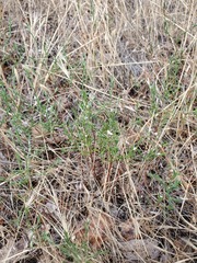 Polygonum californicum